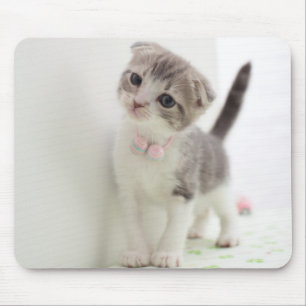 Tapis De Souris Chaton de pli d'écossais