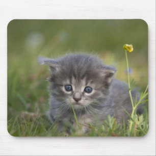 Tapis De Souris Chaton Personnalisé Mignon