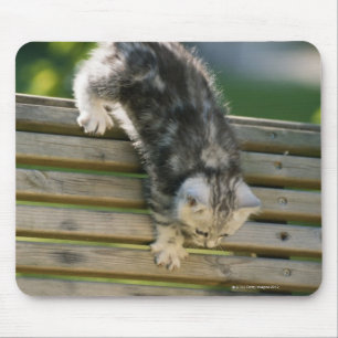 Tapis De Souris Chaton se déplaçant vers le bas sur le banc