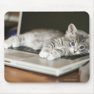 Tapis De Souris Chaton se reposant sur l'ordinateur portable