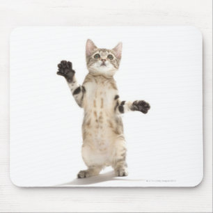 Tapis De Souris Chaton sur l'arrière - plan blanc