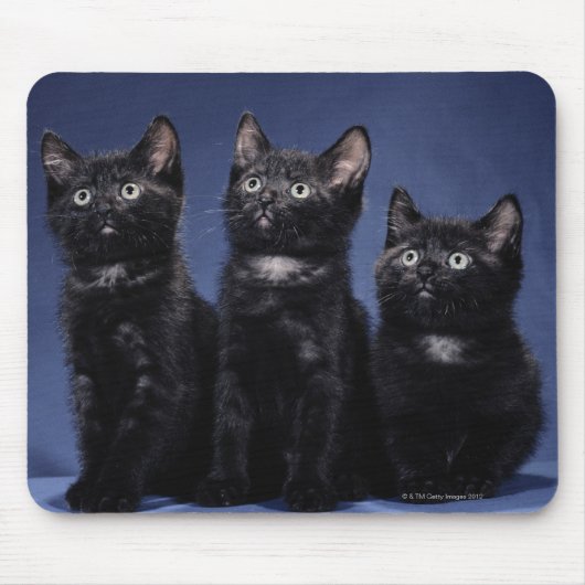 Tapis De Souris Chatons (Devant)