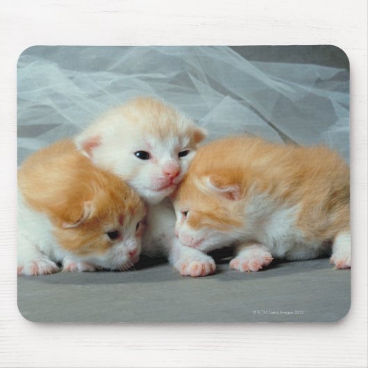 Tapis De Souris Chatons à fourrure orange (Devant)