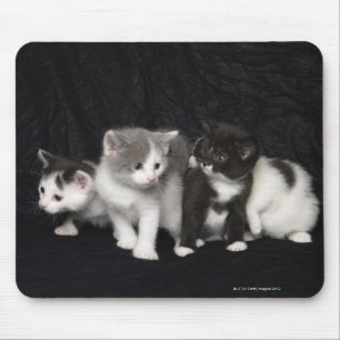 Tapis De Souris Chatons dans un tir de studio