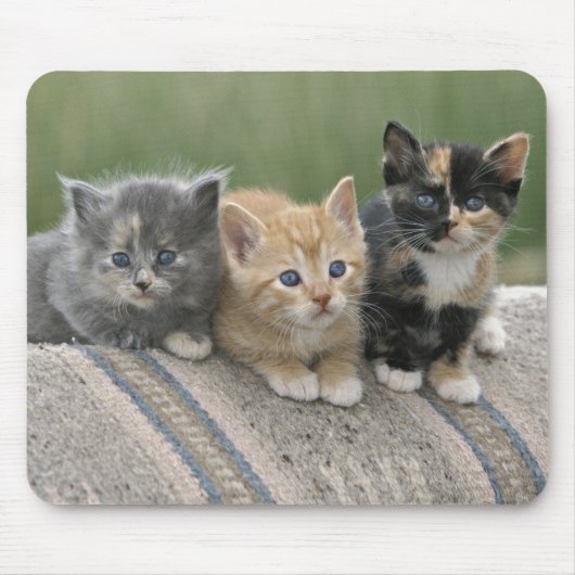 Tapis De Souris Chatons de grange sur une couverture de cheval (Devant)