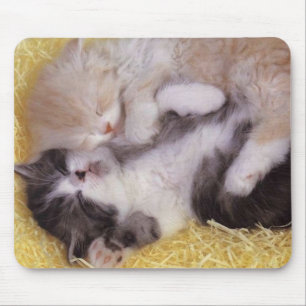 Tapis De Souris Chatons de sommeil