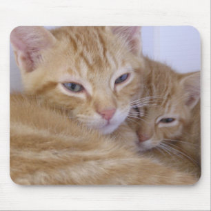Tapis De Souris Chatons oranges