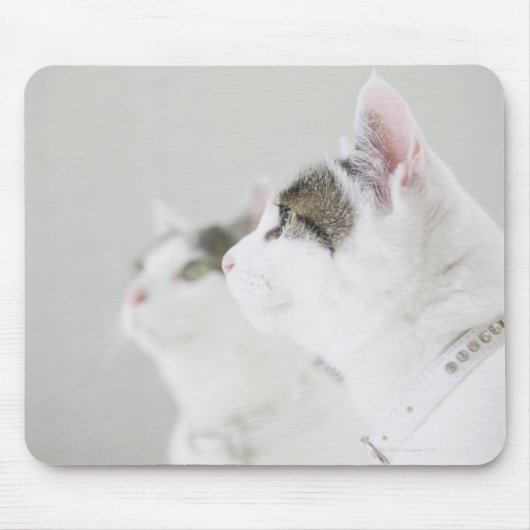 Tapis De Souris Chats (Devant)
