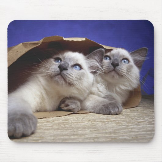 Tapis De Souris Chats dans un sac en papier (Devant)