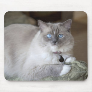 Tapis De Souris Chatte Ragdoll