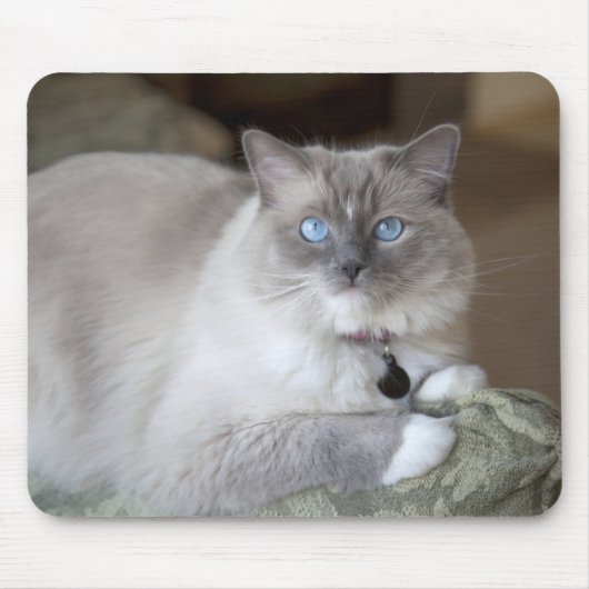 Tapis De Souris Chatte Ragdoll (Devant)