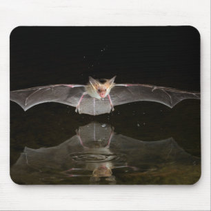 Tapis De Souris Chauve-souris buvant en vol, l'Arizona