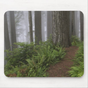 Tapis De Souris Chemin à travers les séquoias géants enveloppés