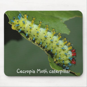 Tapis De Souris Chenille de mite de Cecropia