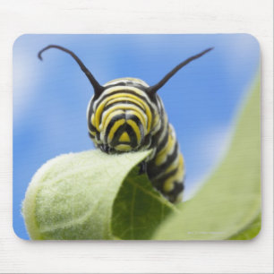 Tapis De Souris Chenille noire et jaune