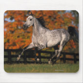 Tapis De Souris Cheval arabe : Automne 1 (Devant)