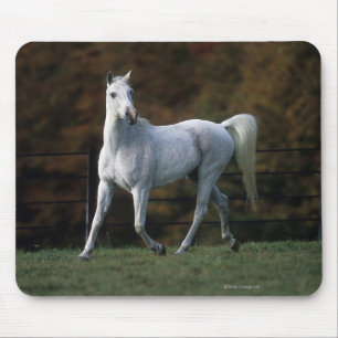 Tapis De Souris Cheval arabe courant 1