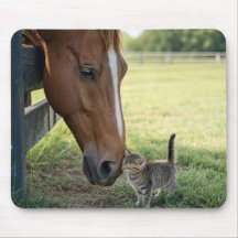 Cheval avec chaton dans une prairie de ferme