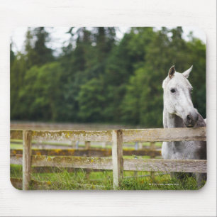 Tapis De Souris Cheval dans le domaine regardant au-dessus de la