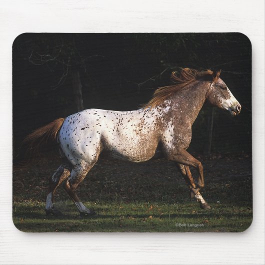 Tapis De Souris Cheval d'Appaloosa courant 4 (Devant)