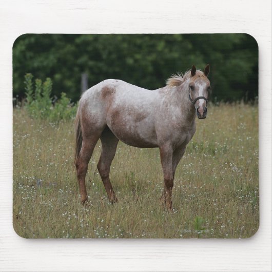 Tapis De Souris Cheval d'Appaloosa se tenant dans l'herbe (Devant)
