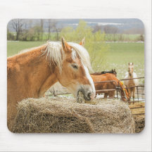 Cheval de ferme en train de mâcher du foin