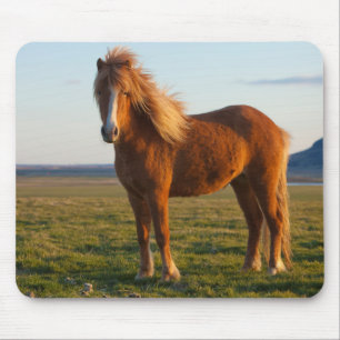 Tapis De Souris Cheval islandais au soleil couchant