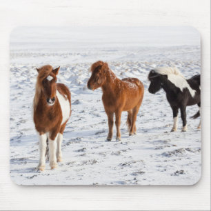 Tapis De Souris Cheval islandais avec pelage d'hiver typique
