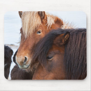 Tapis De Souris Cheval islandais en hiver en Islande