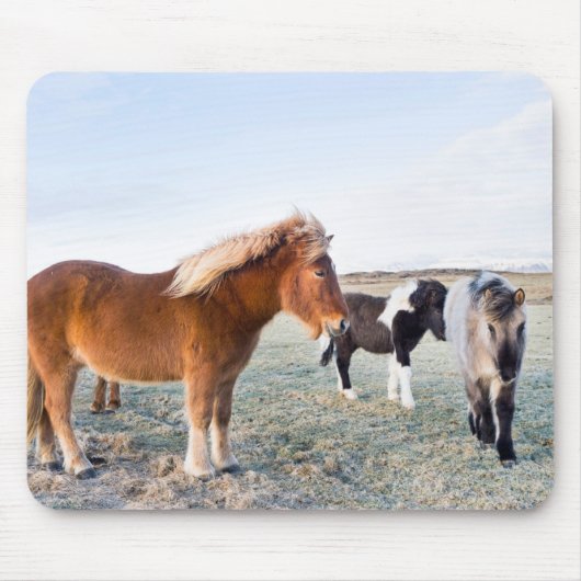 Tapis De Souris Cheval islandais en hiver en Islande (Devant)