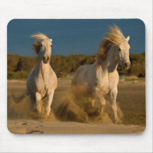 Tapis De Souris Chevaux blancs fonctionnant sur la plage