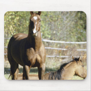 Tapis De Souris Chevaux dans le pâturage