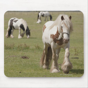 Tapis De Souris Chevaux de Clydesdale dans un domaine, le