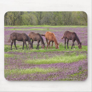 Tapis De Souris Chevaux de Thoroughbred dans le champ de fleurs d'