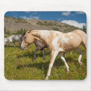 Tapis De Souris Chevaux et mulets