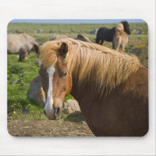 Tapis De Souris Chevaux islandais dans le nord-est de l'Islande.