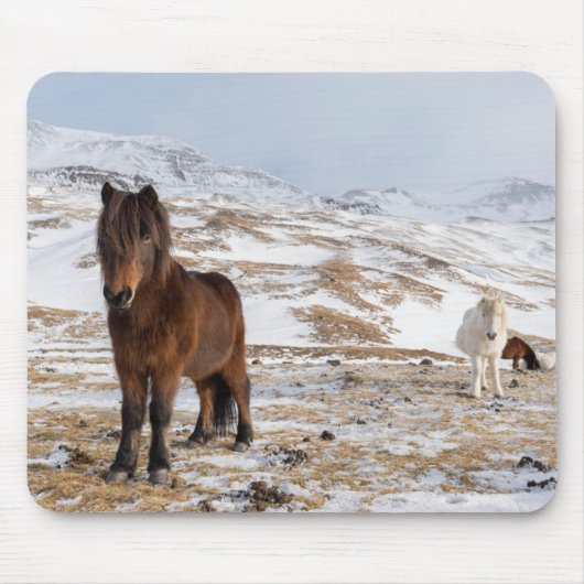 Tapis De Souris Chevaux islandais en hiver (Devant)