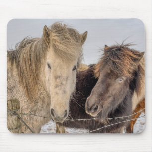 Tapis De Souris Chevaux islandais majestueux
