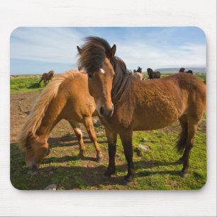 Tapis De Souris Chevaux islandais paissent