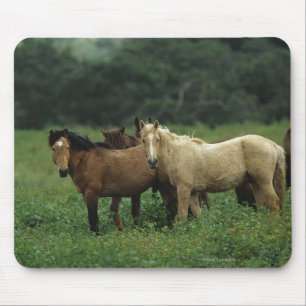 Tapis De Souris Chevaux sauvages 4 de mustang
