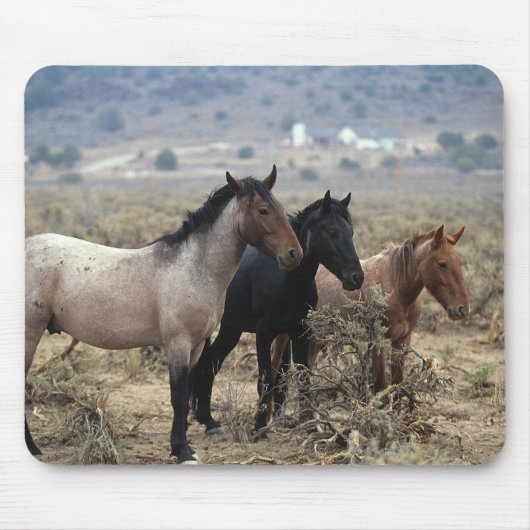 Tapis De Souris Chevaux sauvages 5 de mustang (Devant)