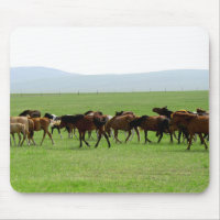 Chevaux sur le pâturage - Photographie du paysage