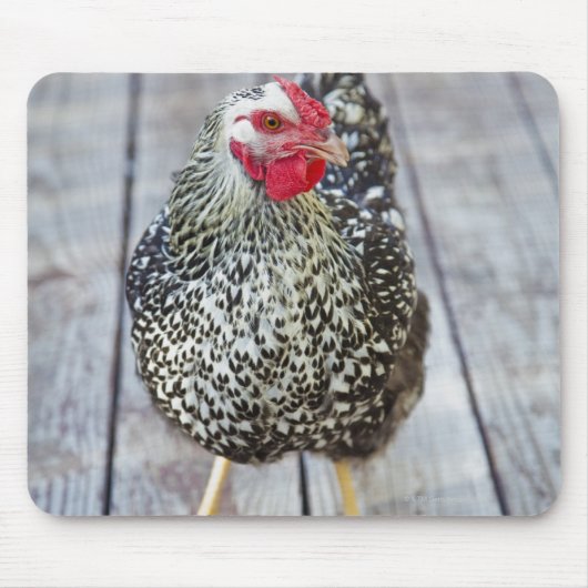 Tapis De Souris Chicken on deck, Silver Laced Wyandotte (Devant)