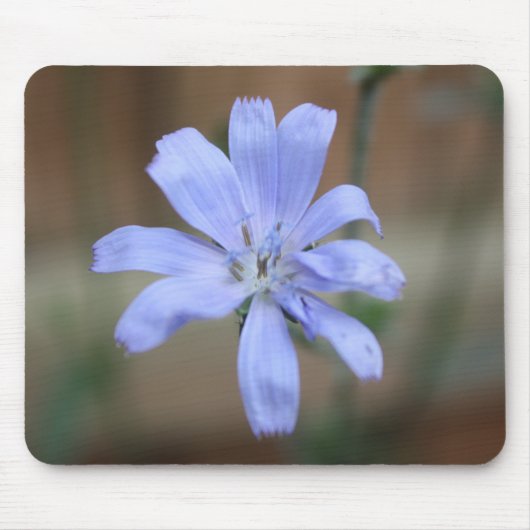 Tapis De Souris Chicorée (Cichorium intybus) (Devant)