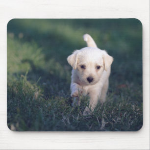 Tapis De Souris chien, animal, nature