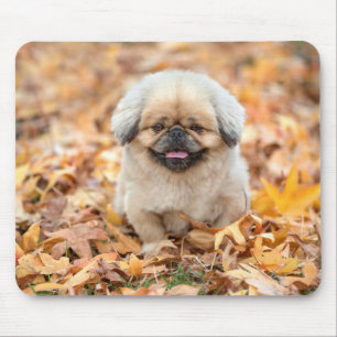 Tapis De Souris chien, automne, sydney automne