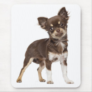 Tapis De Souris Chien Chien Chien Coquelicot Gentil Cheveux Long D