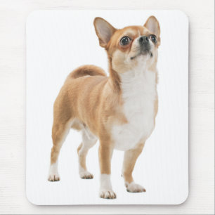 Tapis de souris Chien chiot Chihuahua Amour