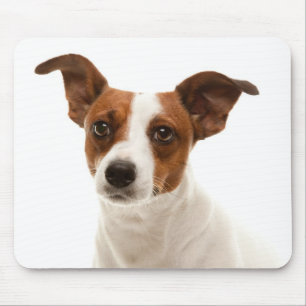 Tapis de souris Chien chiot Jack Russell Terrier A