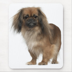 Tapis de souris Chien Chiot Pékinois